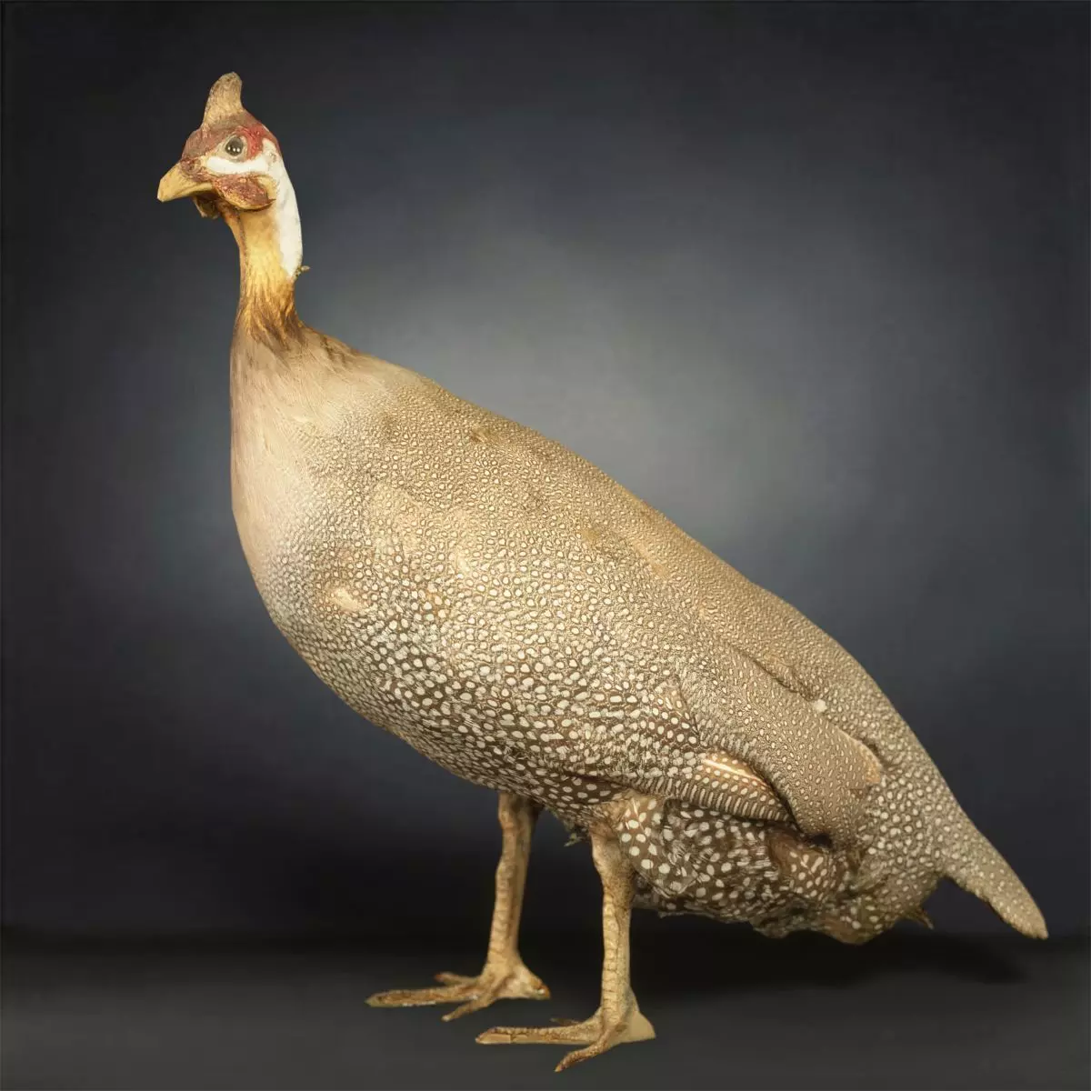 Bird Photorealistic Posed Low-poly 3D model_0