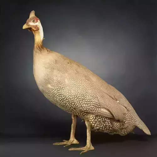 Bird Photorealistic Posed