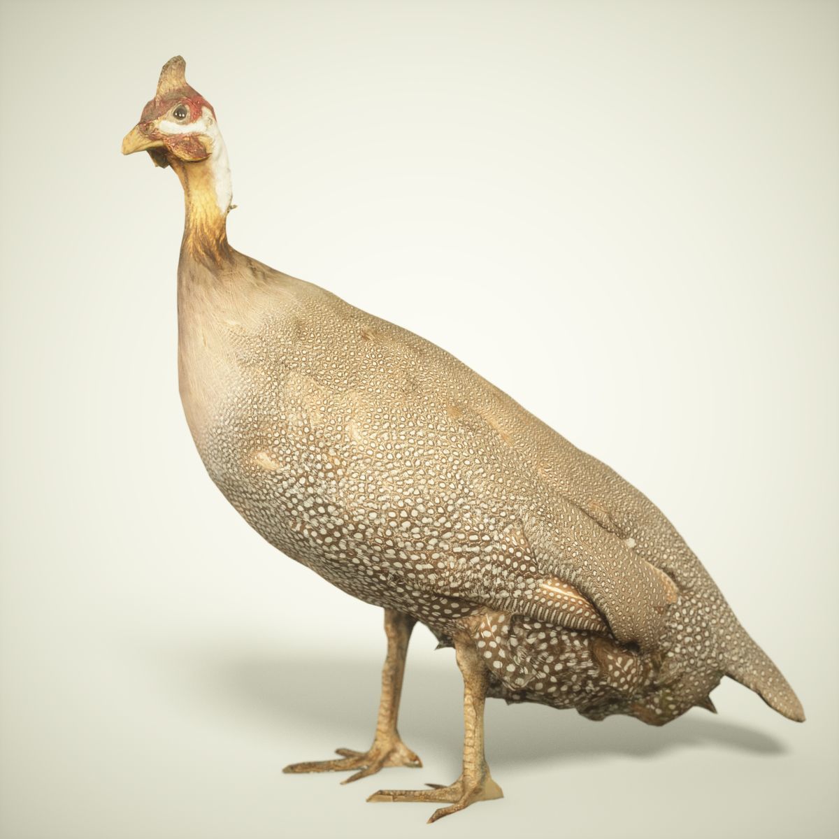 Bird Photorealistic Posed Low-poly 3D model_1