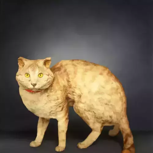 Cat Photorealistic Posed