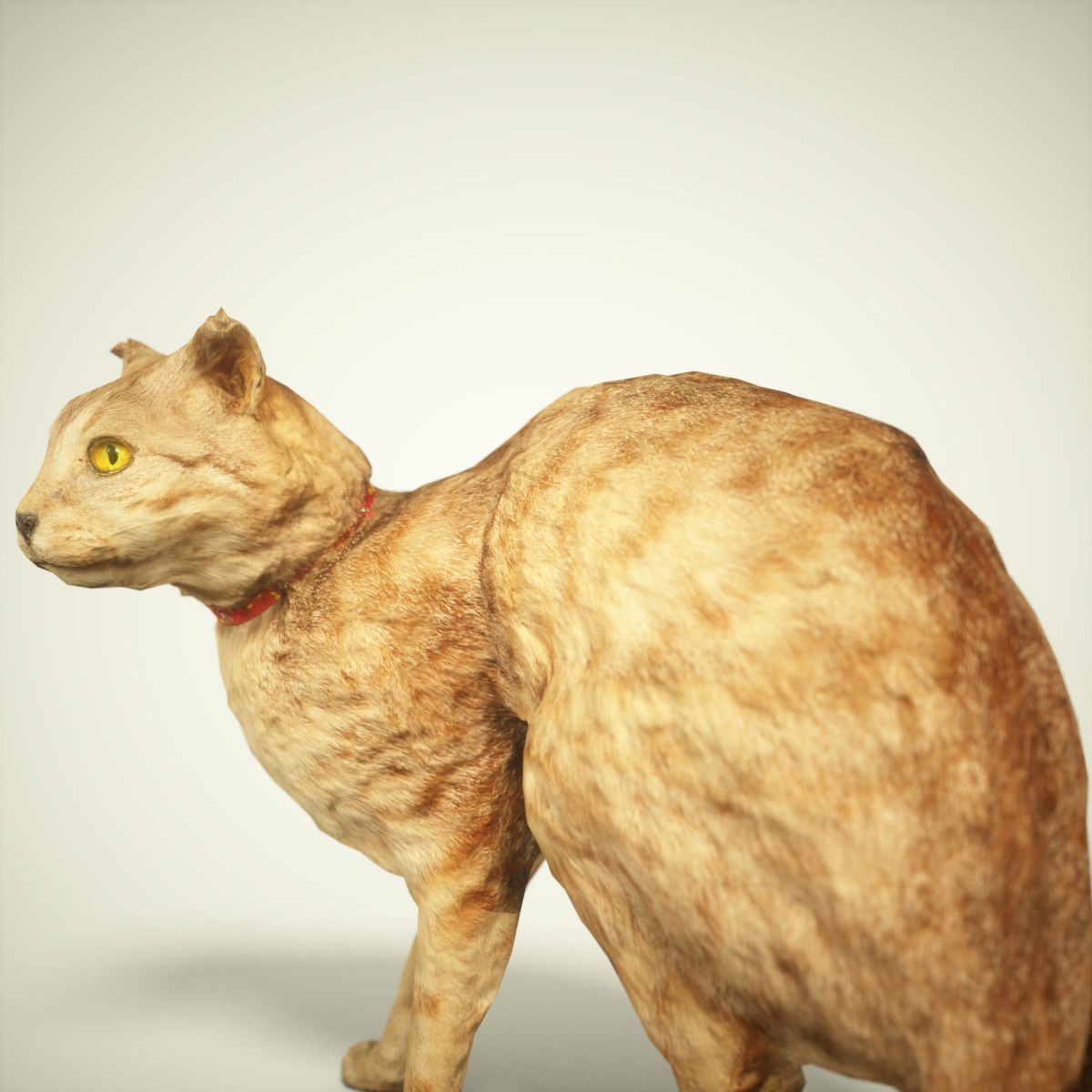 Cat Photorealistic Posed Low-poly 3D model_4