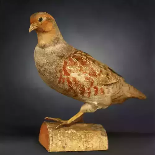 Bird Photorealistic Posed