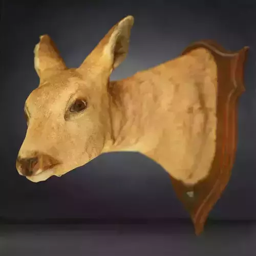 Deer head Photorealistic