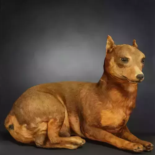 Dog Photorealistic Posed