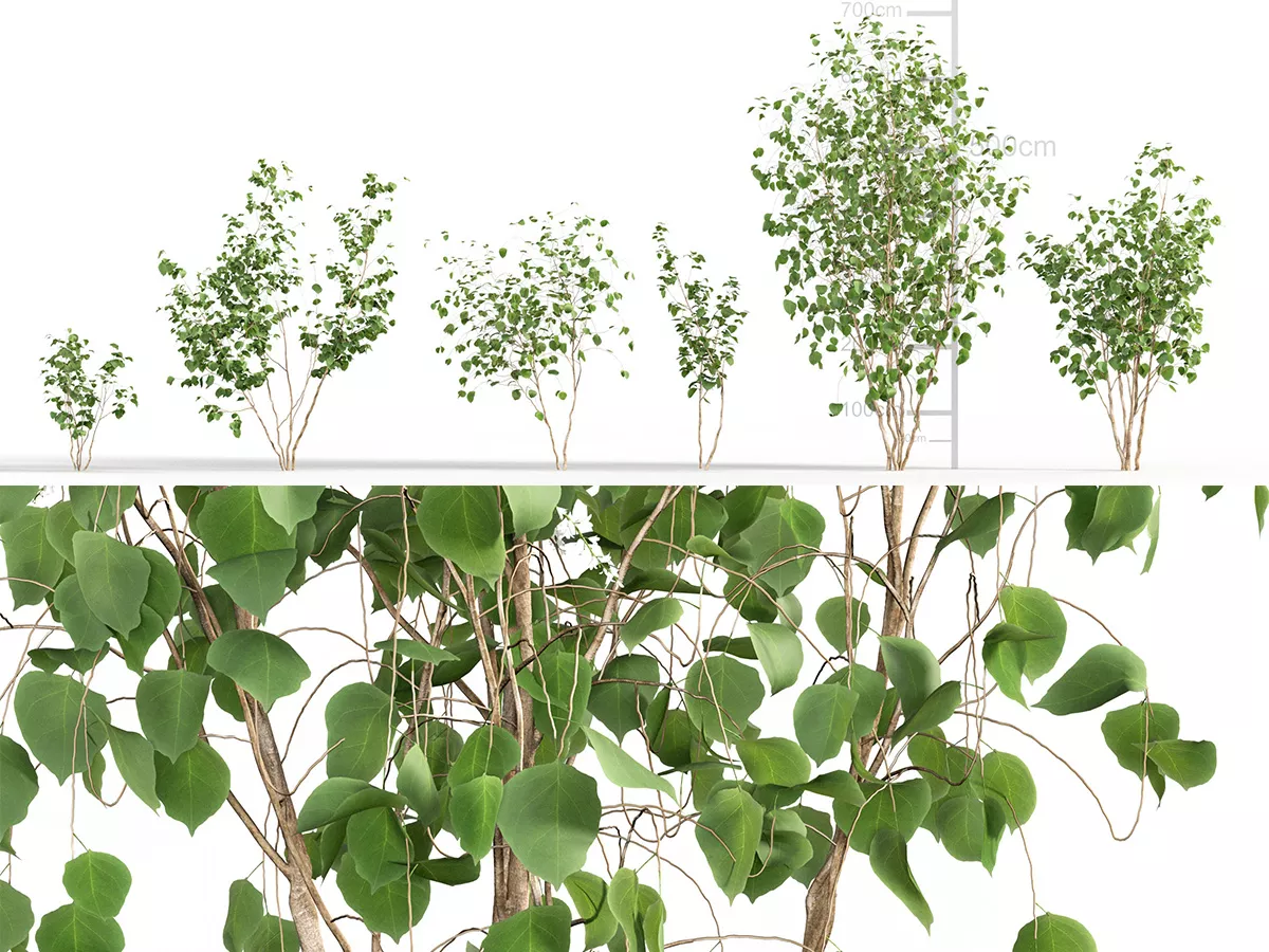 Japanese Small Tree 01 3D model