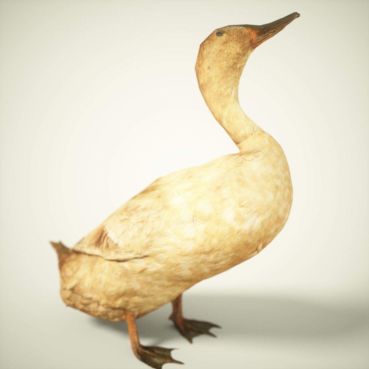 Duck Photorealistic Posed Low-poly 3D model_3