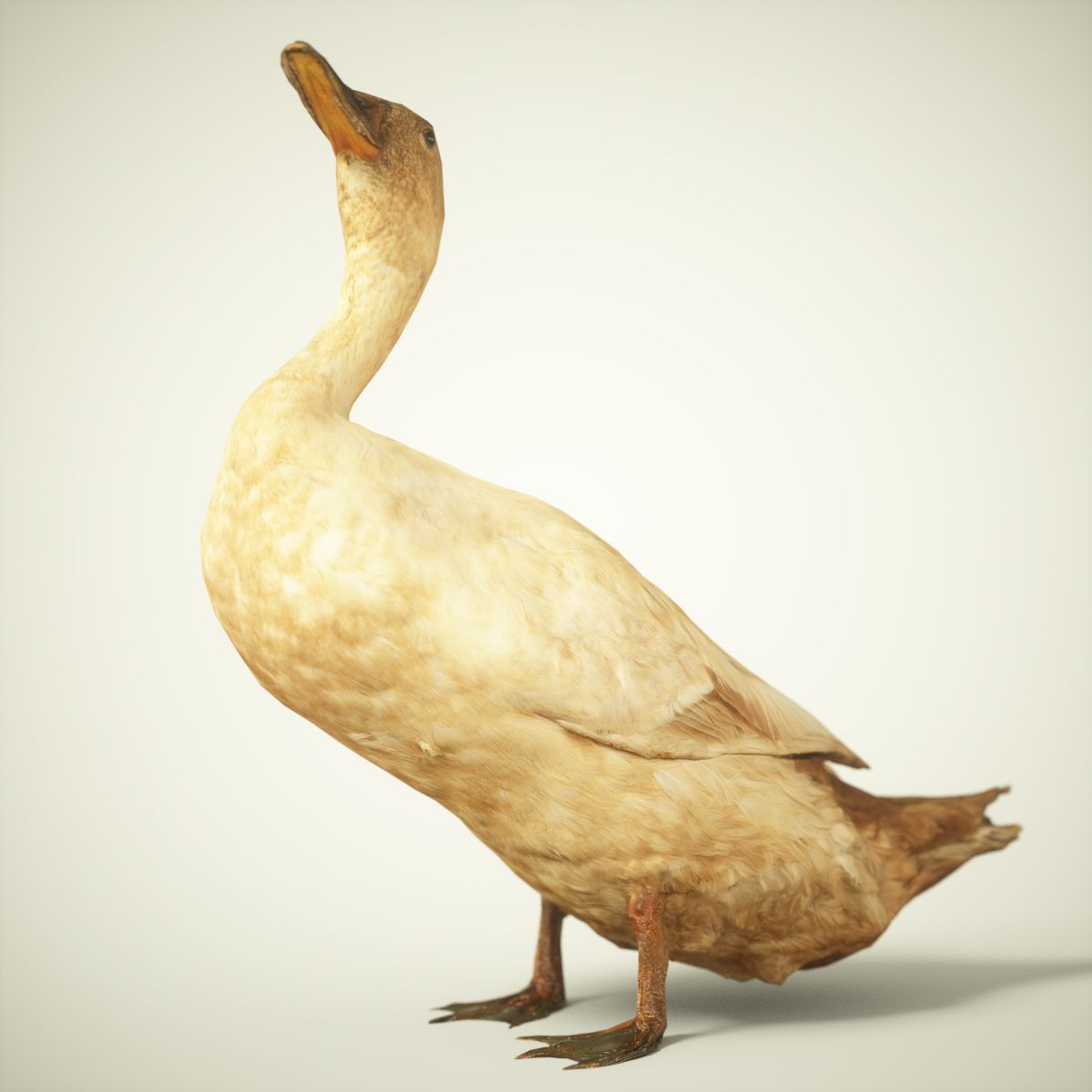Duck Photorealistic Posed Low-poly 3D model_2