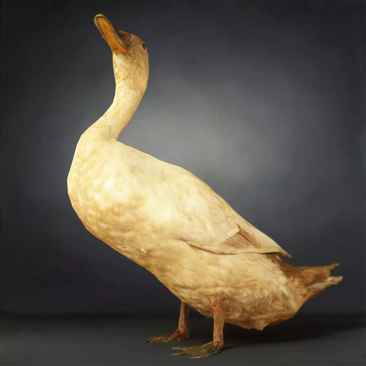Duck Photorealistic Posed Low-poly 3D model_0