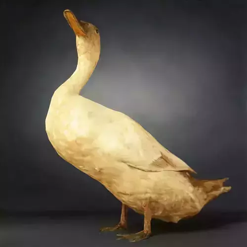 Duck Photorealistic Posed