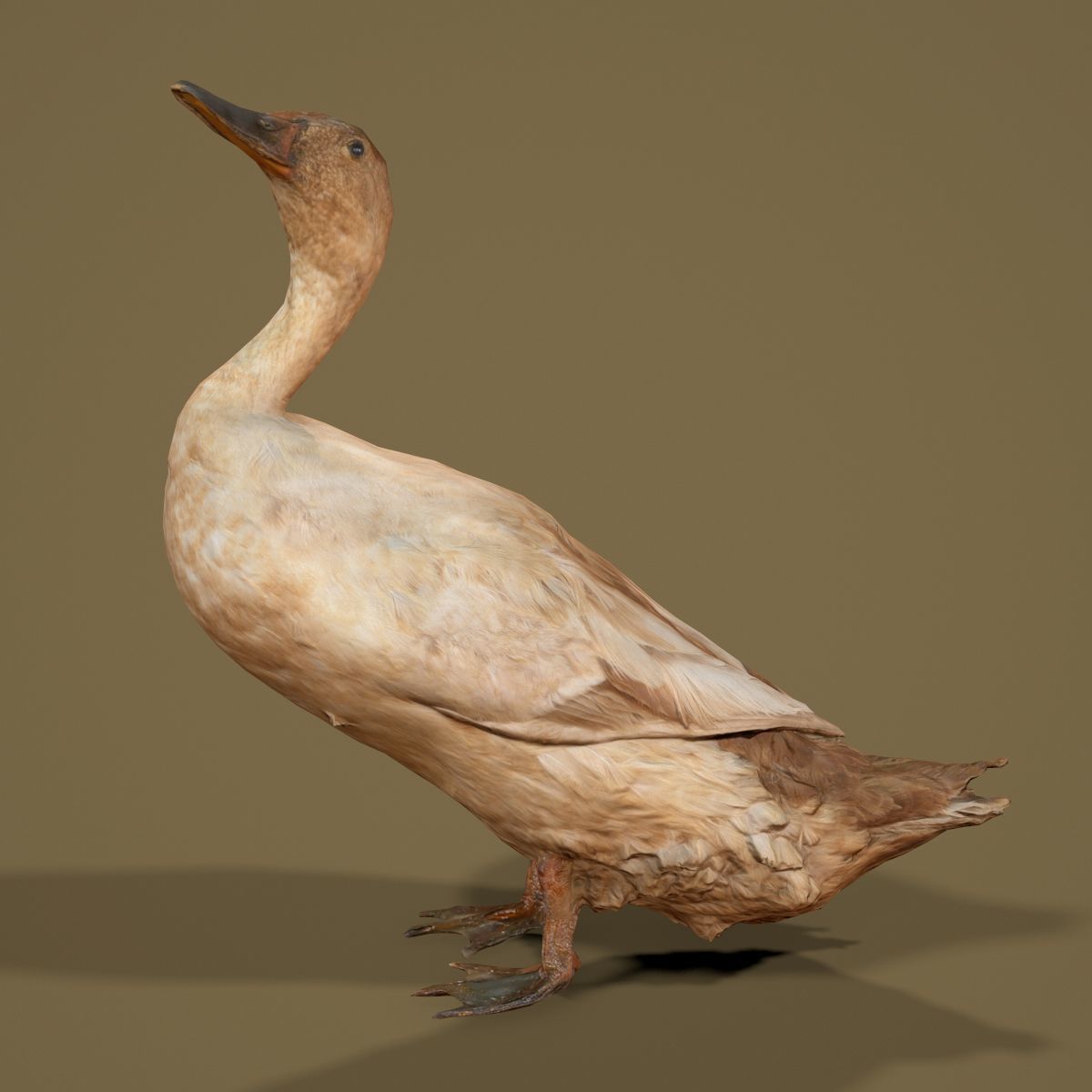 Duck Photorealistic Posed Low-poly 3D model_1