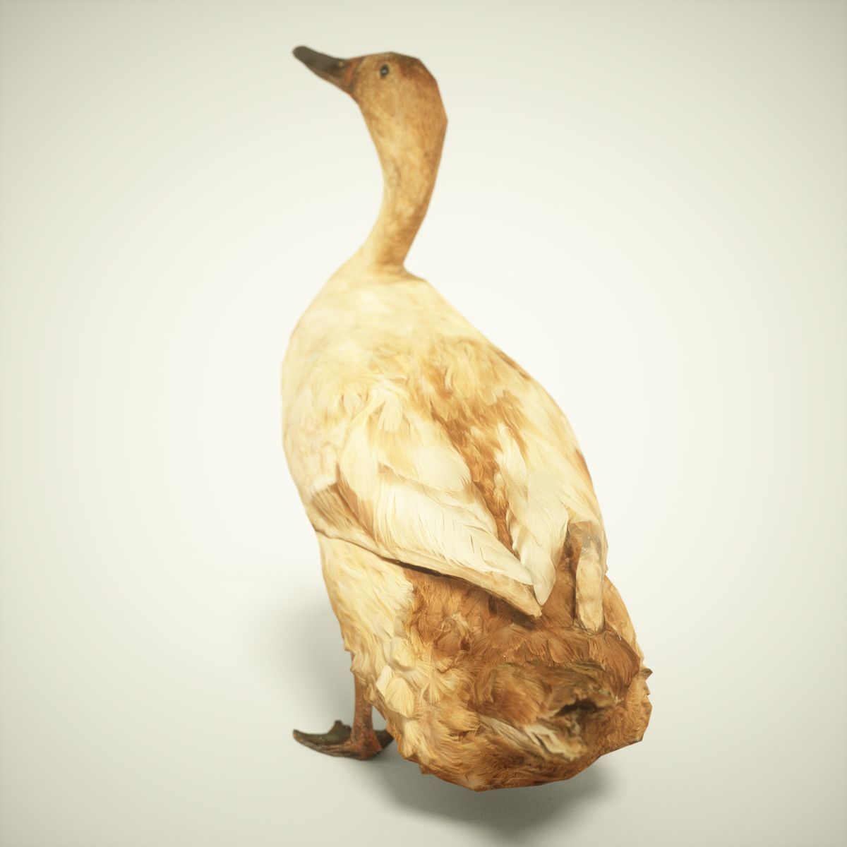 Duck Photorealistic Posed Low-poly 3D model_4