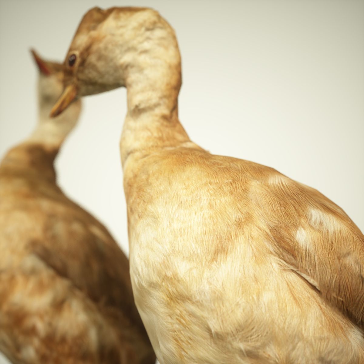 Ducklings Photorealistic Posed Low-poly 3D model_3