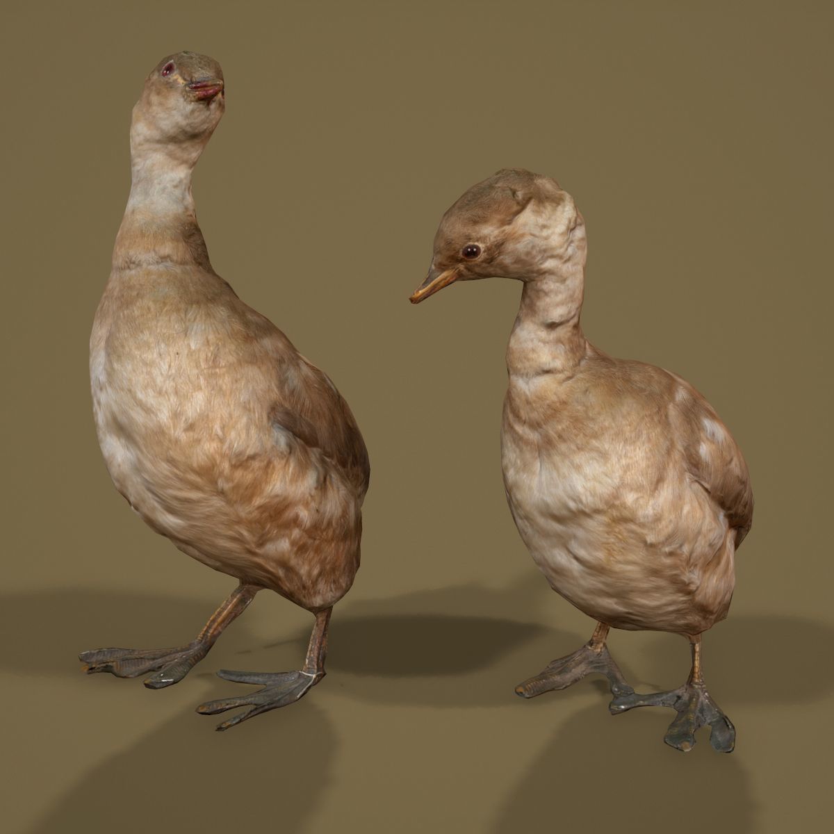 Ducklings Photorealistic Posed Low-poly 3D model_5