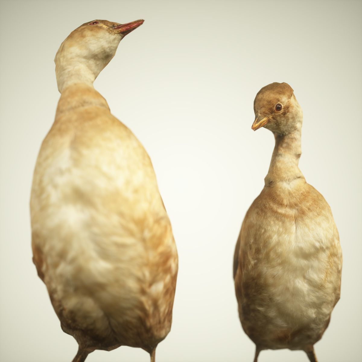 Ducklings Photorealistic Posed Low-poly 3D model_2