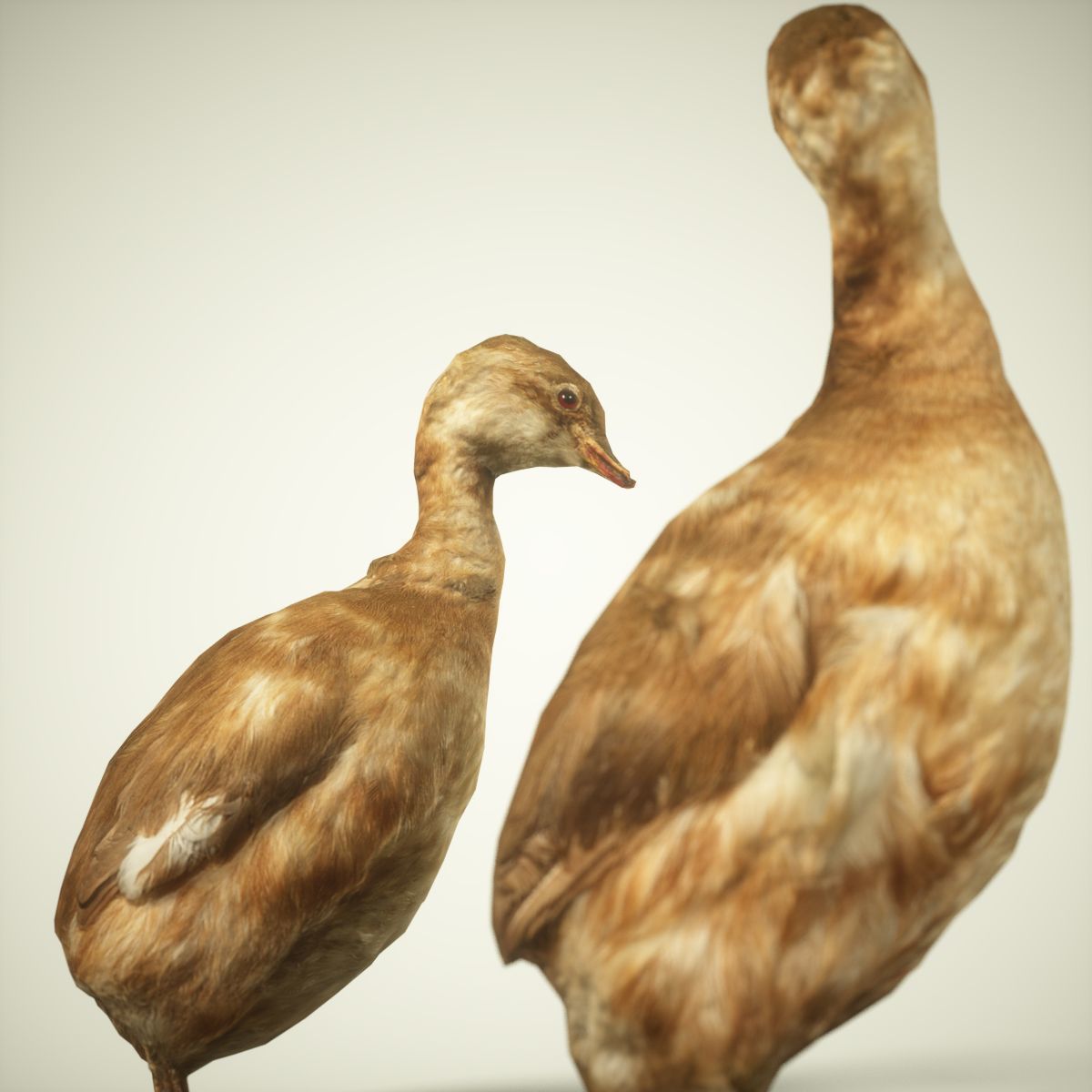 Ducklings Photorealistic Posed Low-poly 3D model_4
