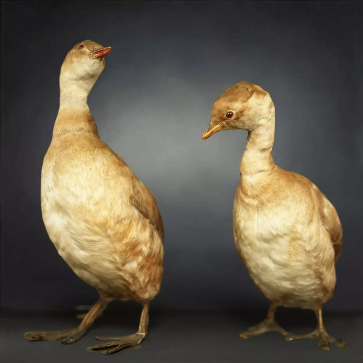 Ducklings Photorealistic Posed Low-poly 3D model_0
