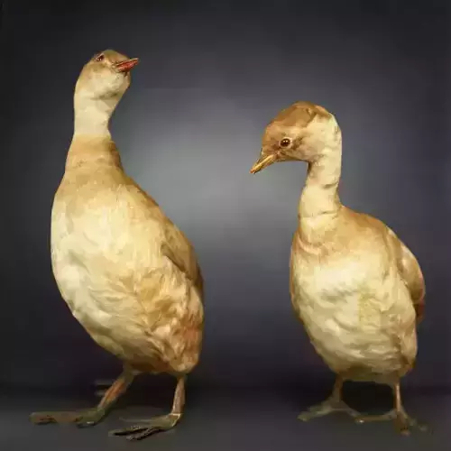 Ducklings Photorealistic Posed