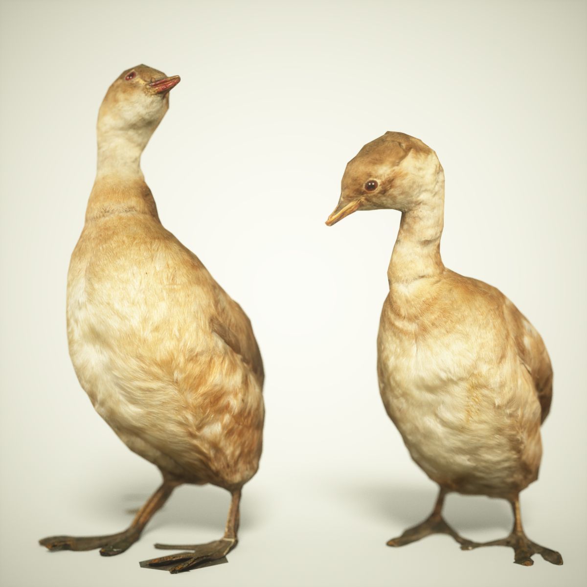 Ducklings Photorealistic Posed Low-poly 3D model_1