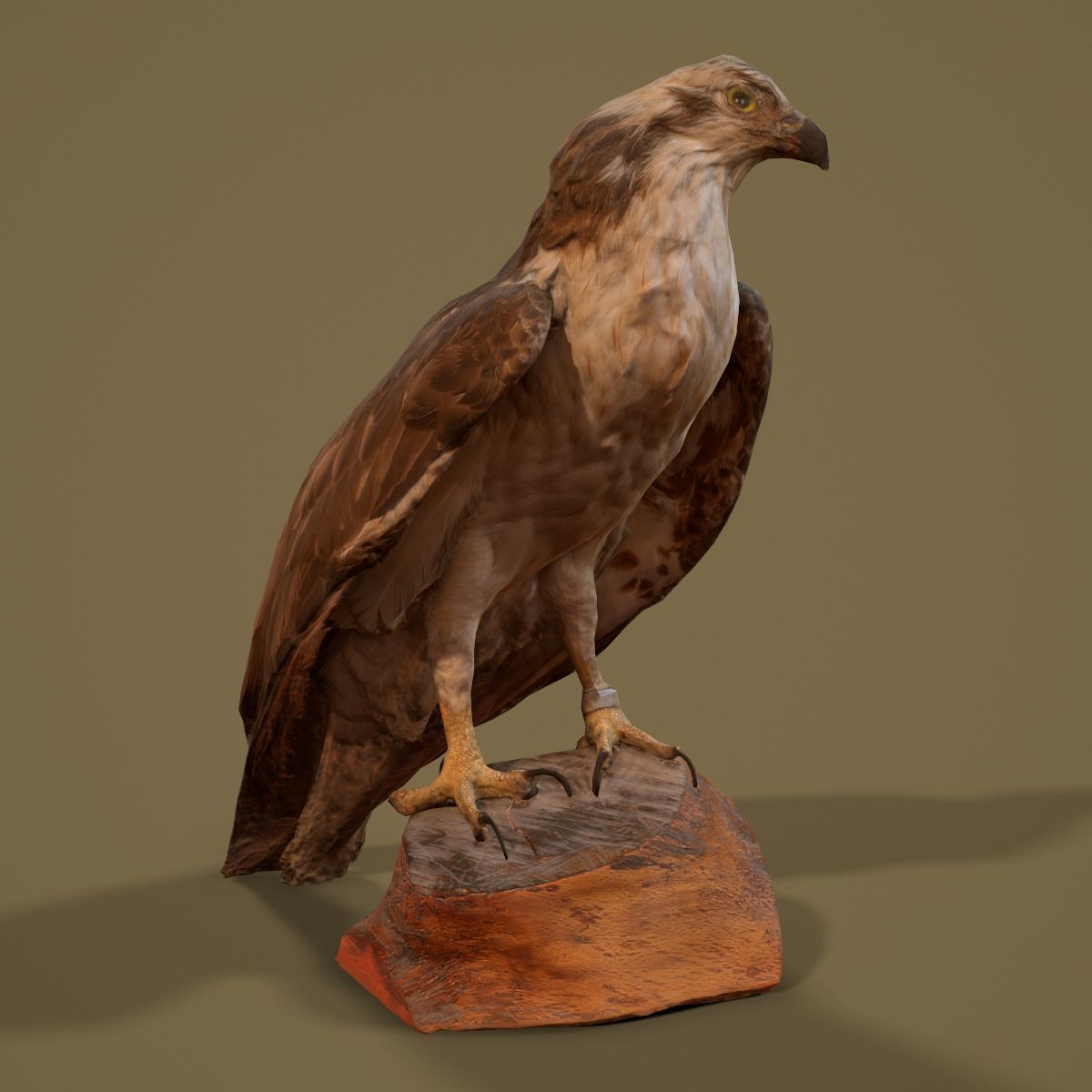 Bird Photorealistic Posed Low-poly 3D model_5