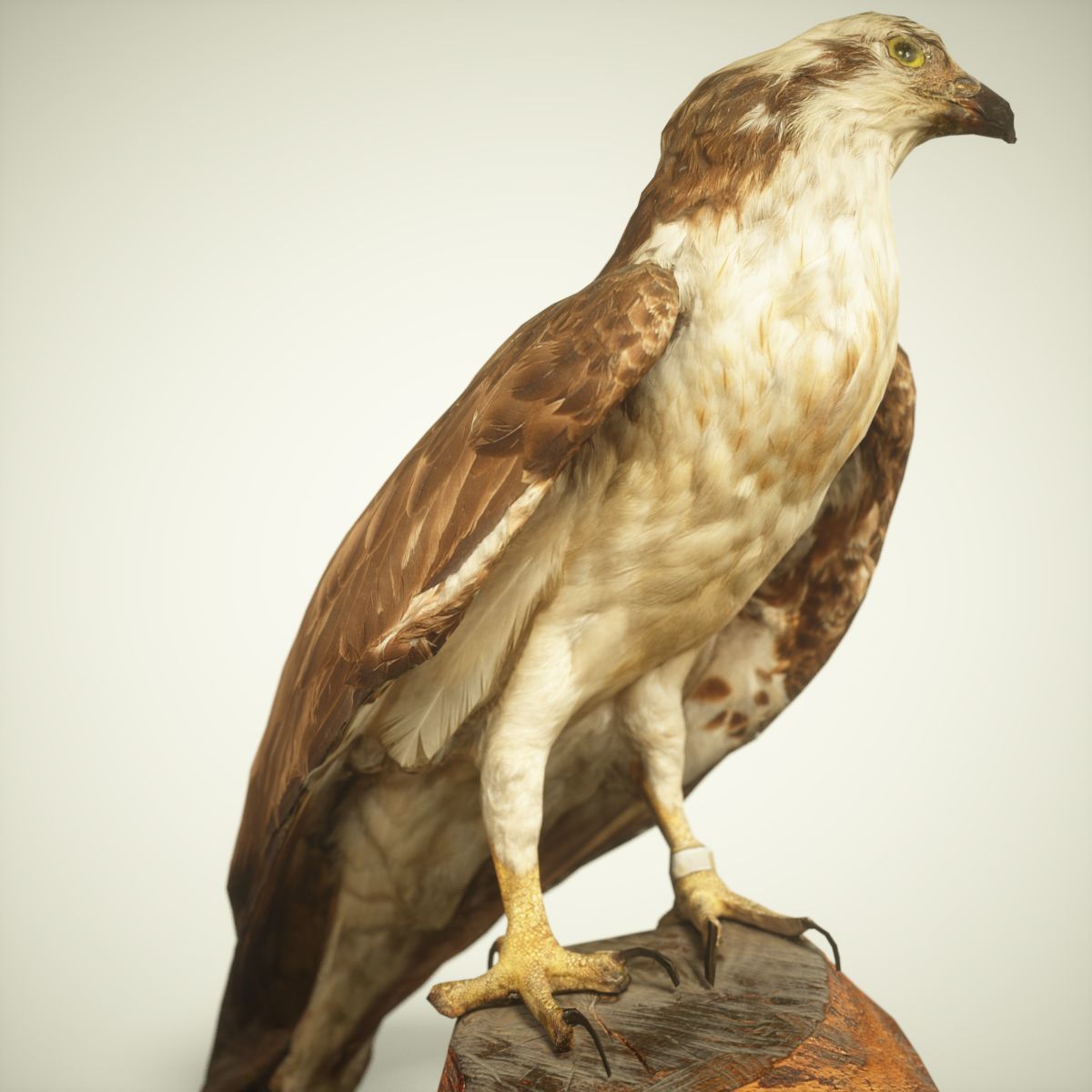 Bird Photorealistic Posed Low-poly 3D model_4