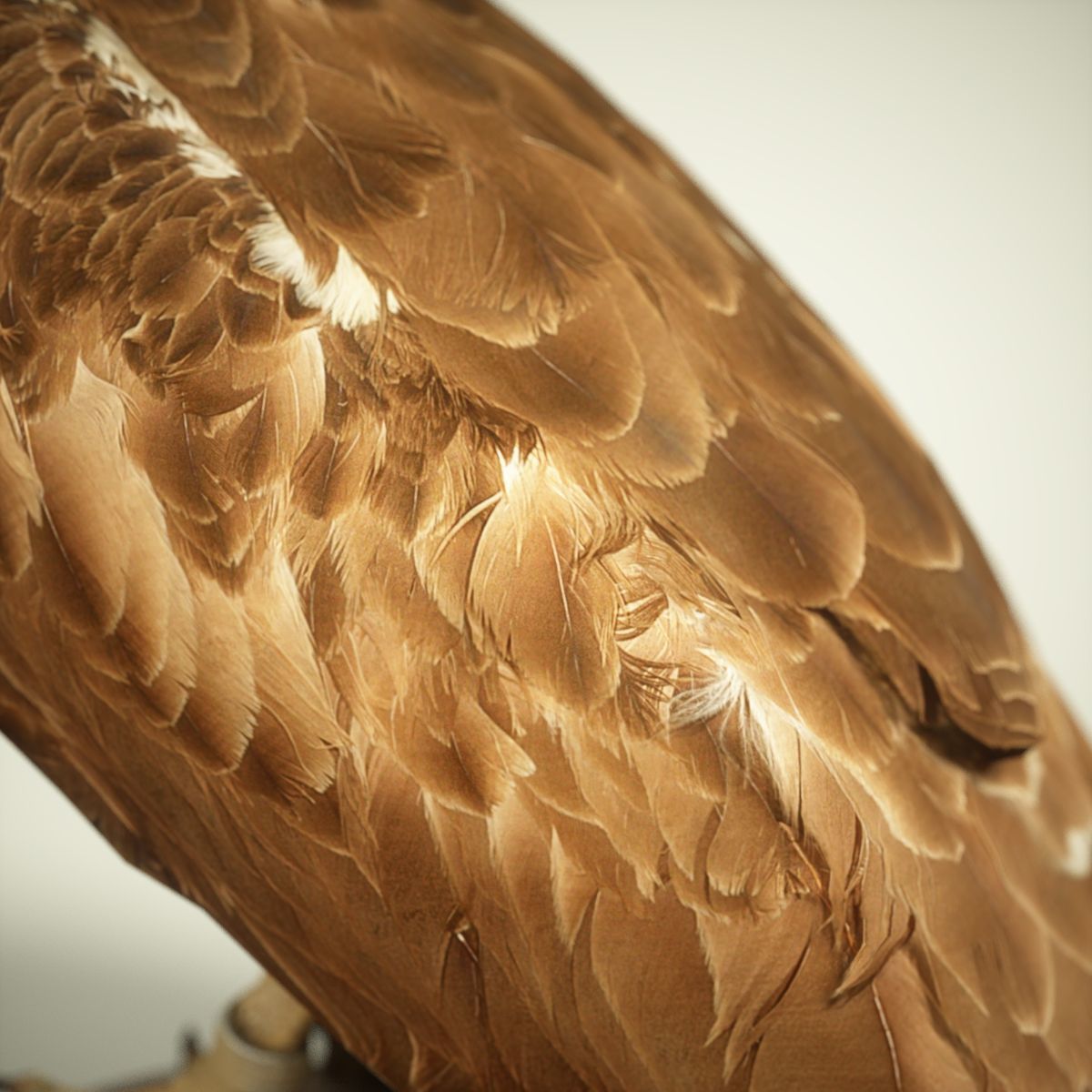 Bird Photorealistic Posed Low-poly 3D model_2