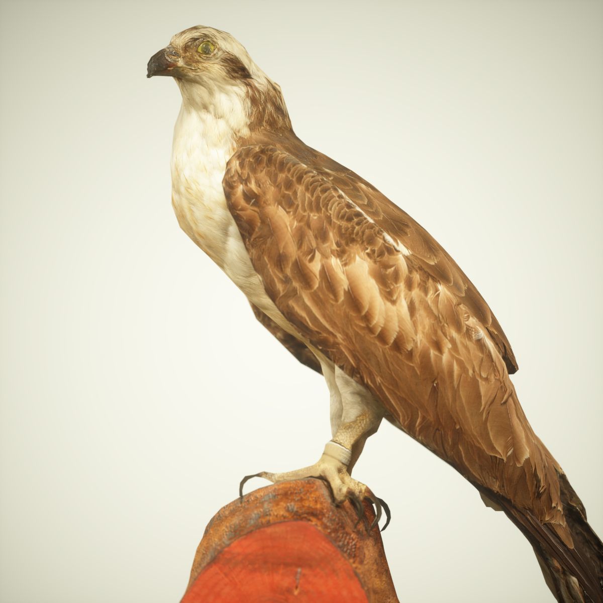 Bird Photorealistic Posed Low-poly 3D model_1