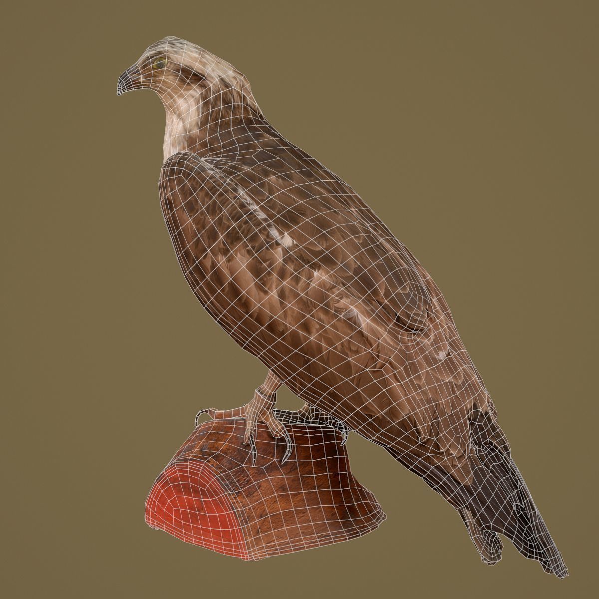 Bird Photorealistic Posed Low-poly 3D model_6