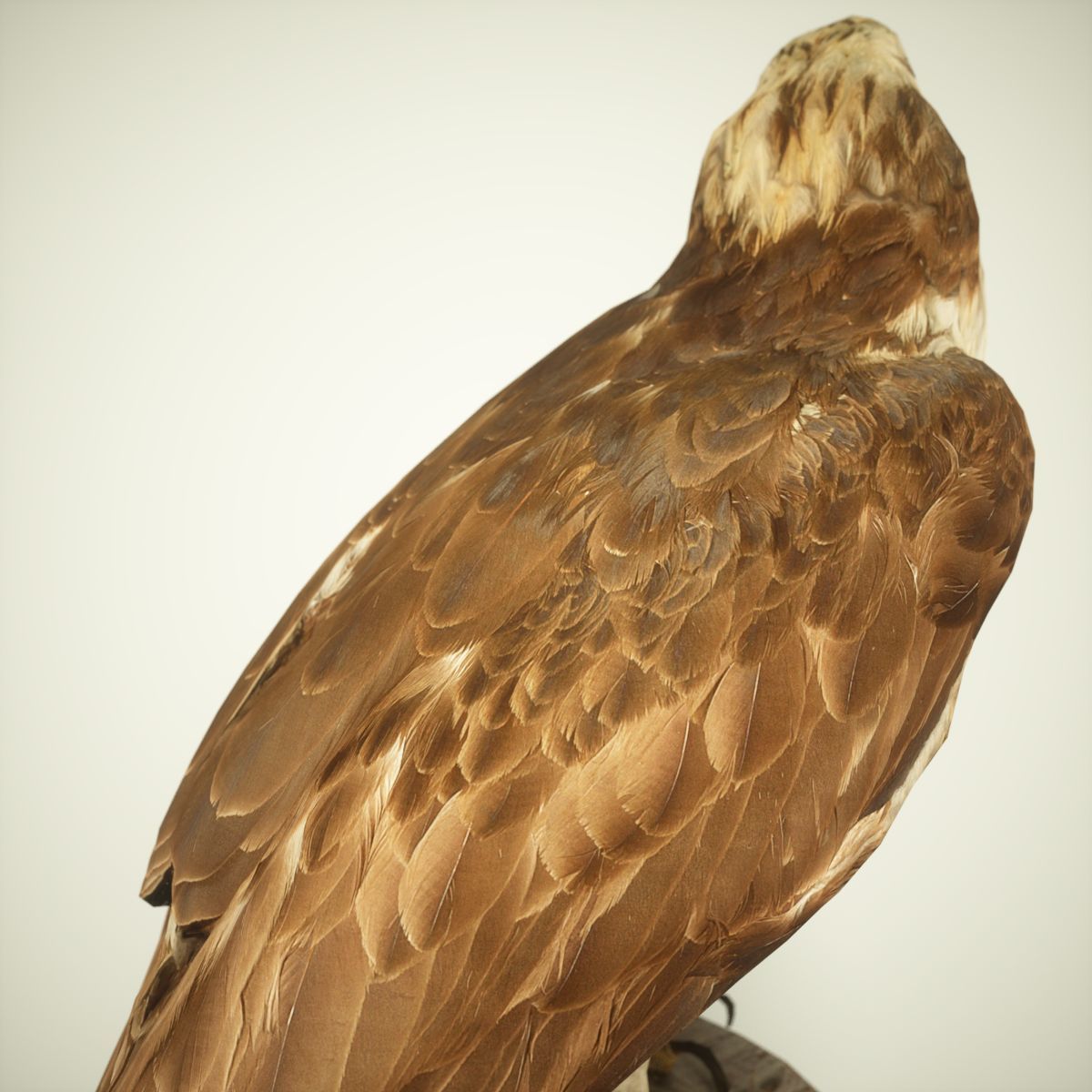 Bird Photorealistic Posed Low-poly 3D model_3