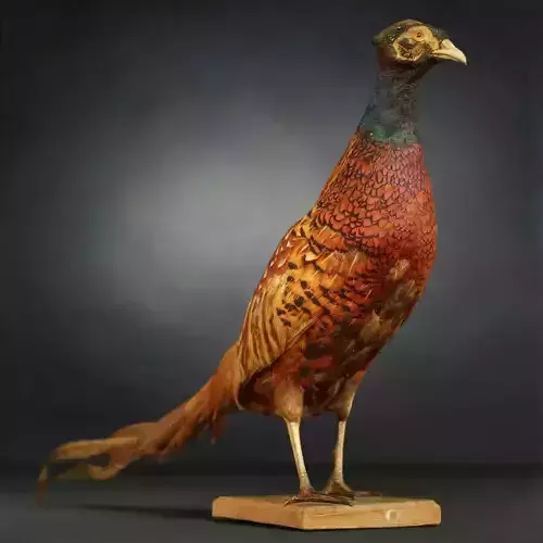 Pheasant Photorealistic Posed 2
