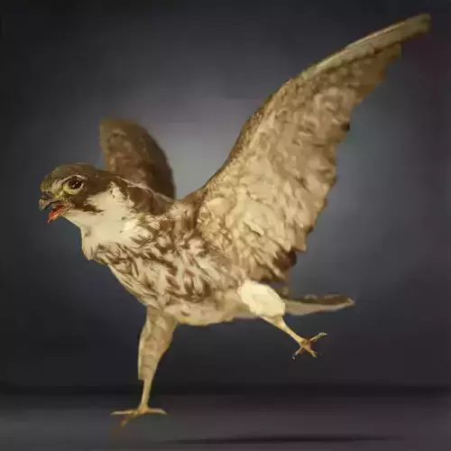 Bird Photorealistic Posed