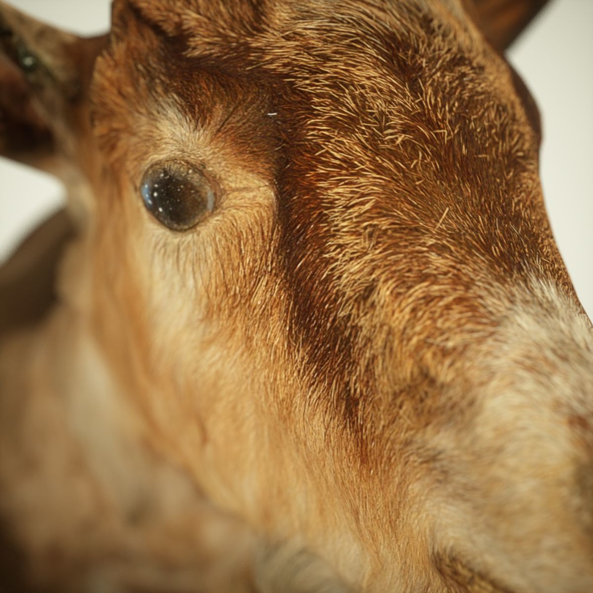 Goat Head Photorealistic Low-poly 3D model_3
