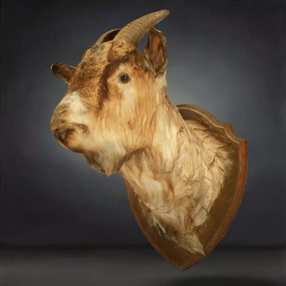 Goat Head Photorealistic Low-poly 3D model_0