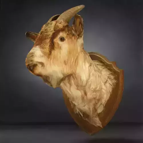 Goat Head Photorealistic 