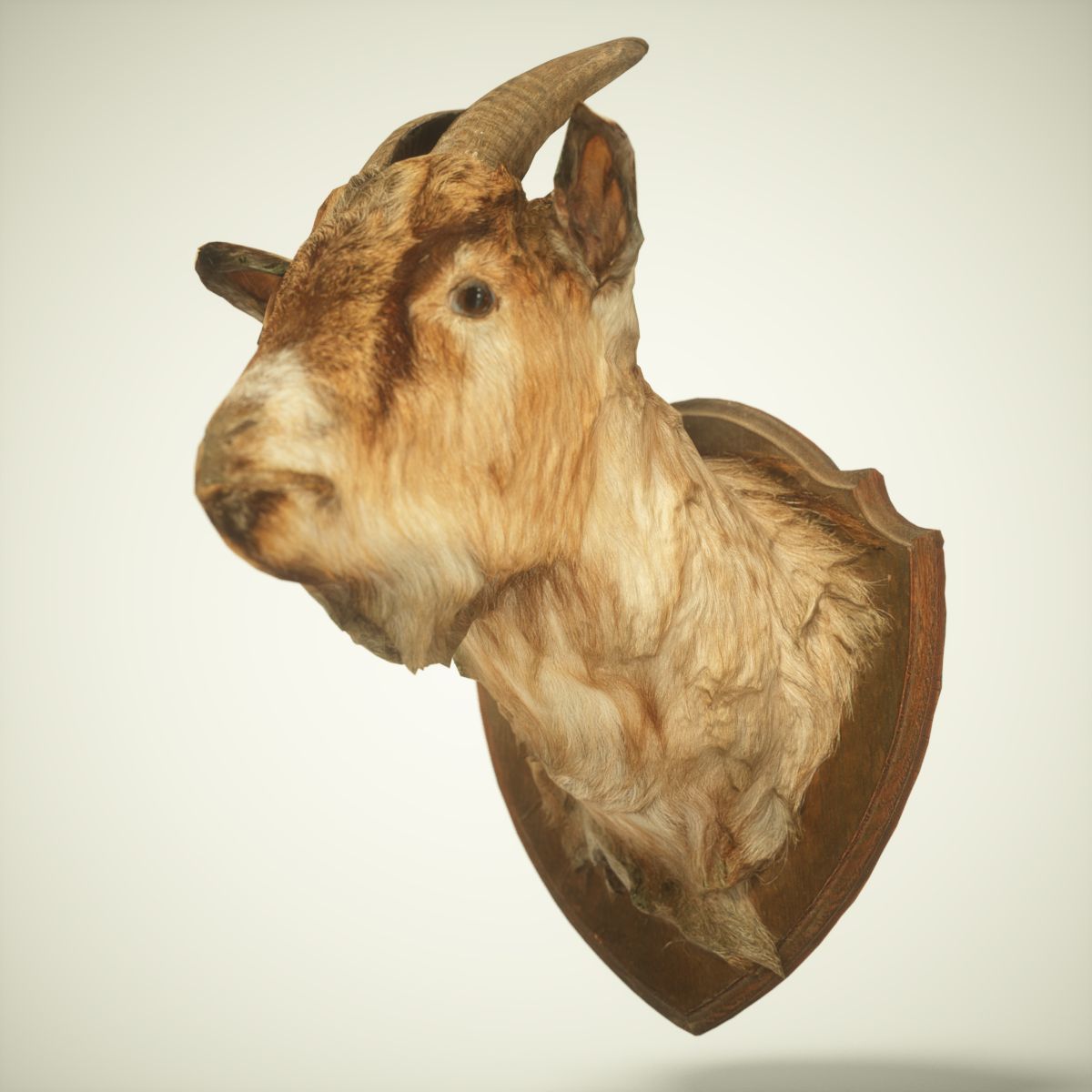 Goat Head Photorealistic Low-poly 3D model_2