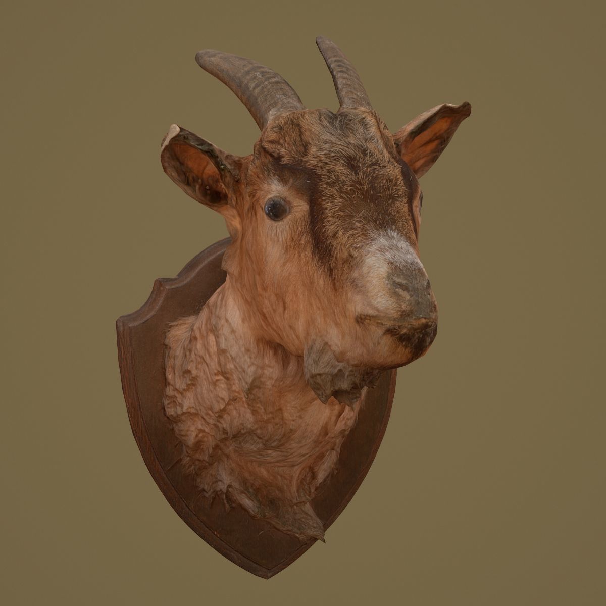 Goat Head Photorealistic Low-poly 3D model_5