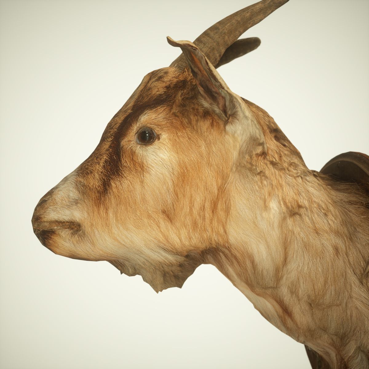 Goat Head Photorealistic Low-poly 3D model_1