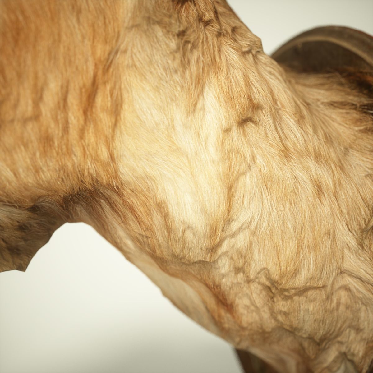 Goat Head Photorealistic Low-poly 3D model_4