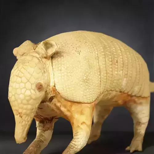 Armadillo Photorealistic Posed