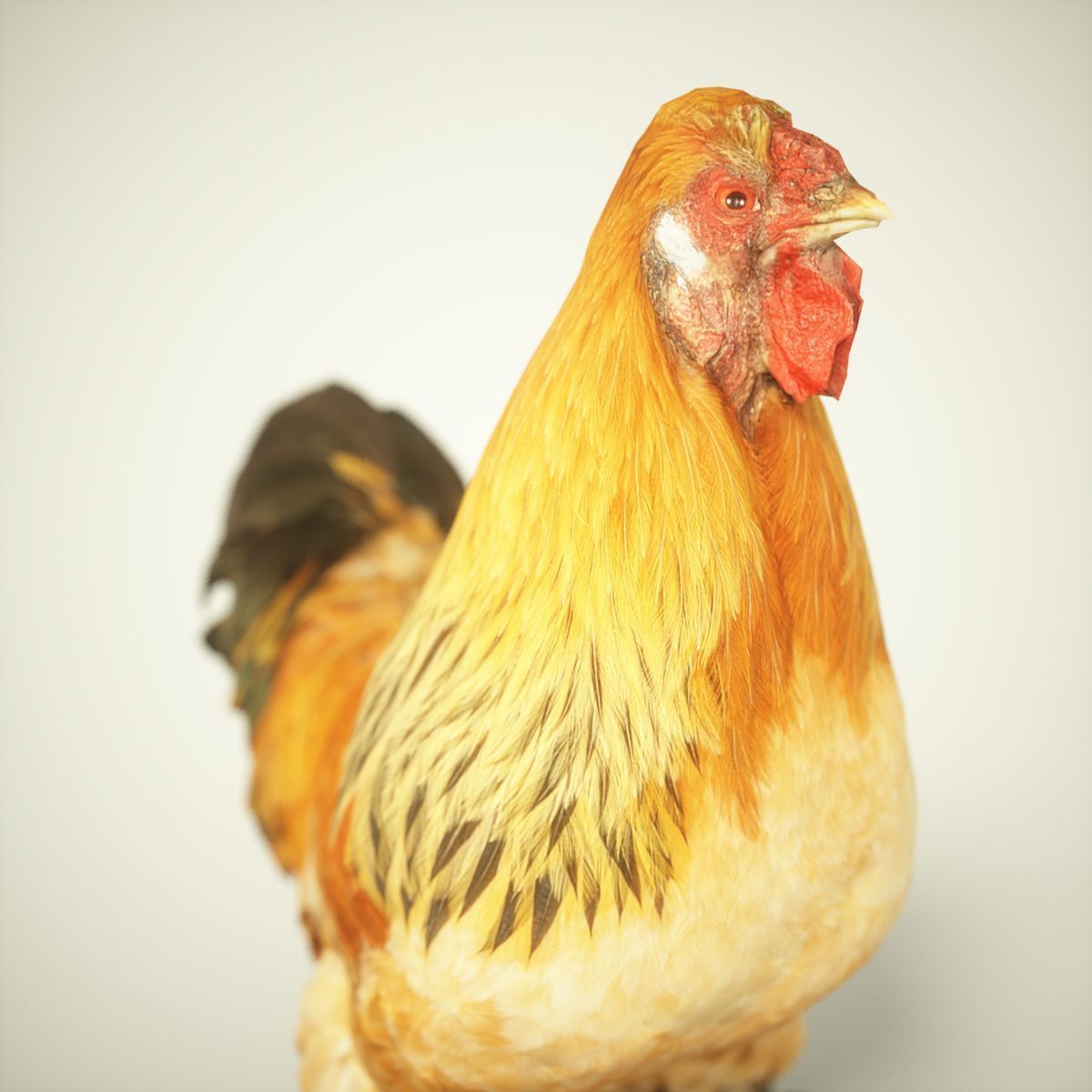 Rooster Photorealistic Posed Low-poly 3D model_1
