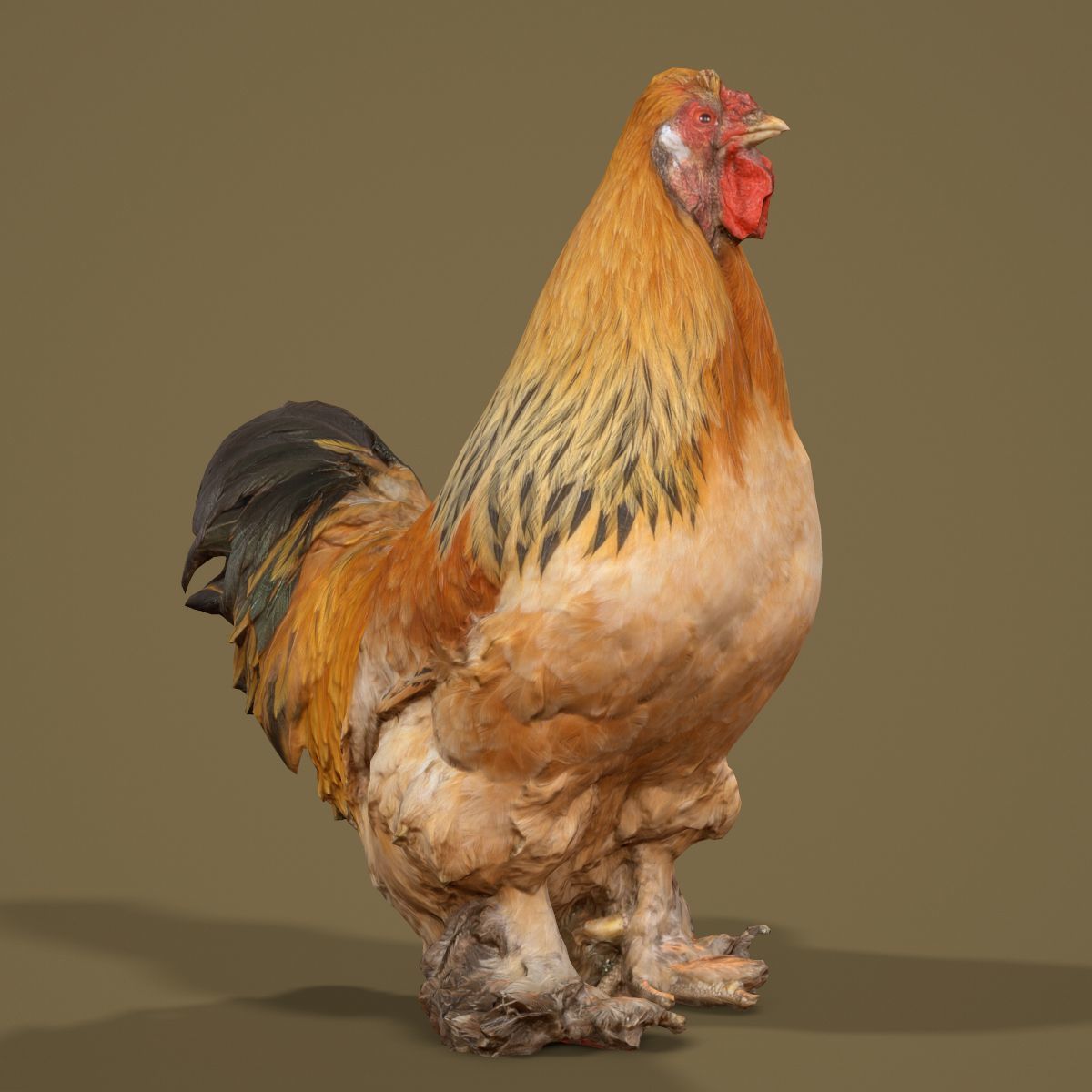 Rooster Photorealistic Posed Low-poly 3D model_5