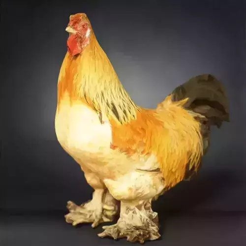 Rooster Photorealistic Posed