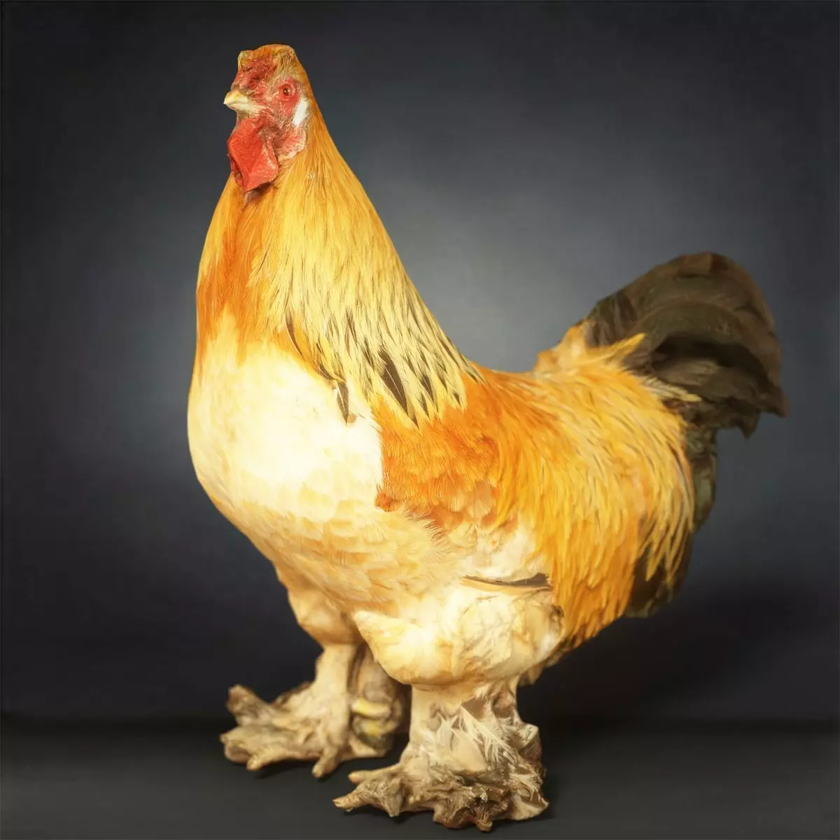 Rooster Photorealistic Posed Low-poly 3D model_0