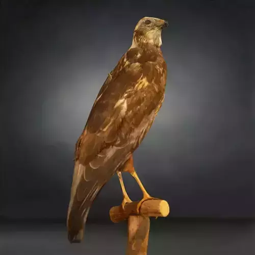 Bird Photorealistic Posed