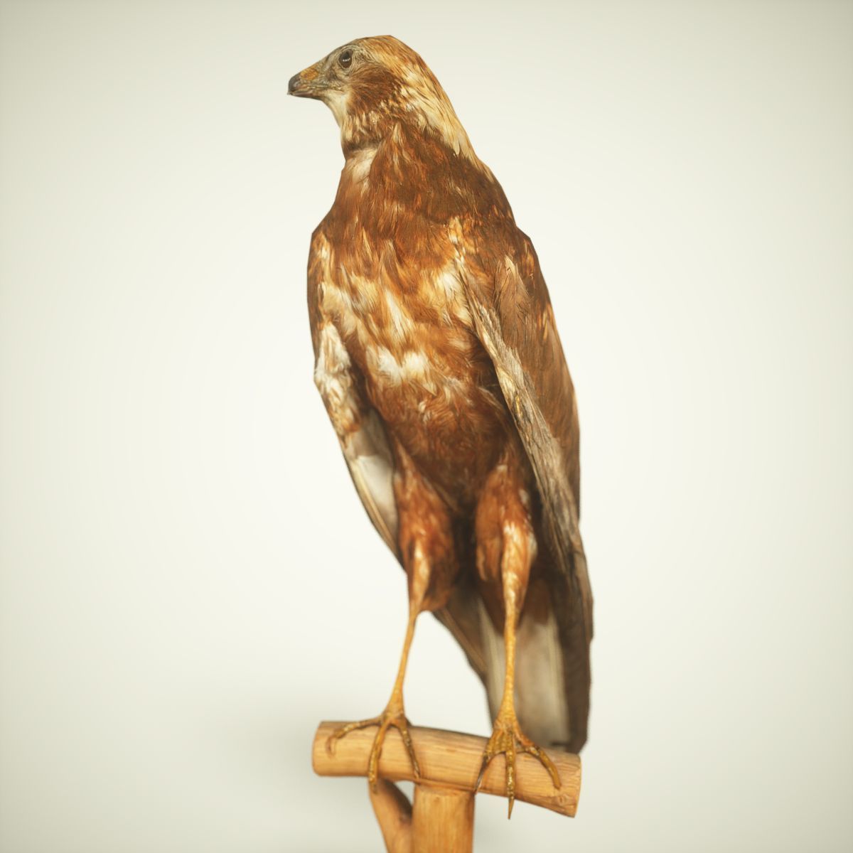 Bird Photorealistic Posed Low-poly 3D model_4