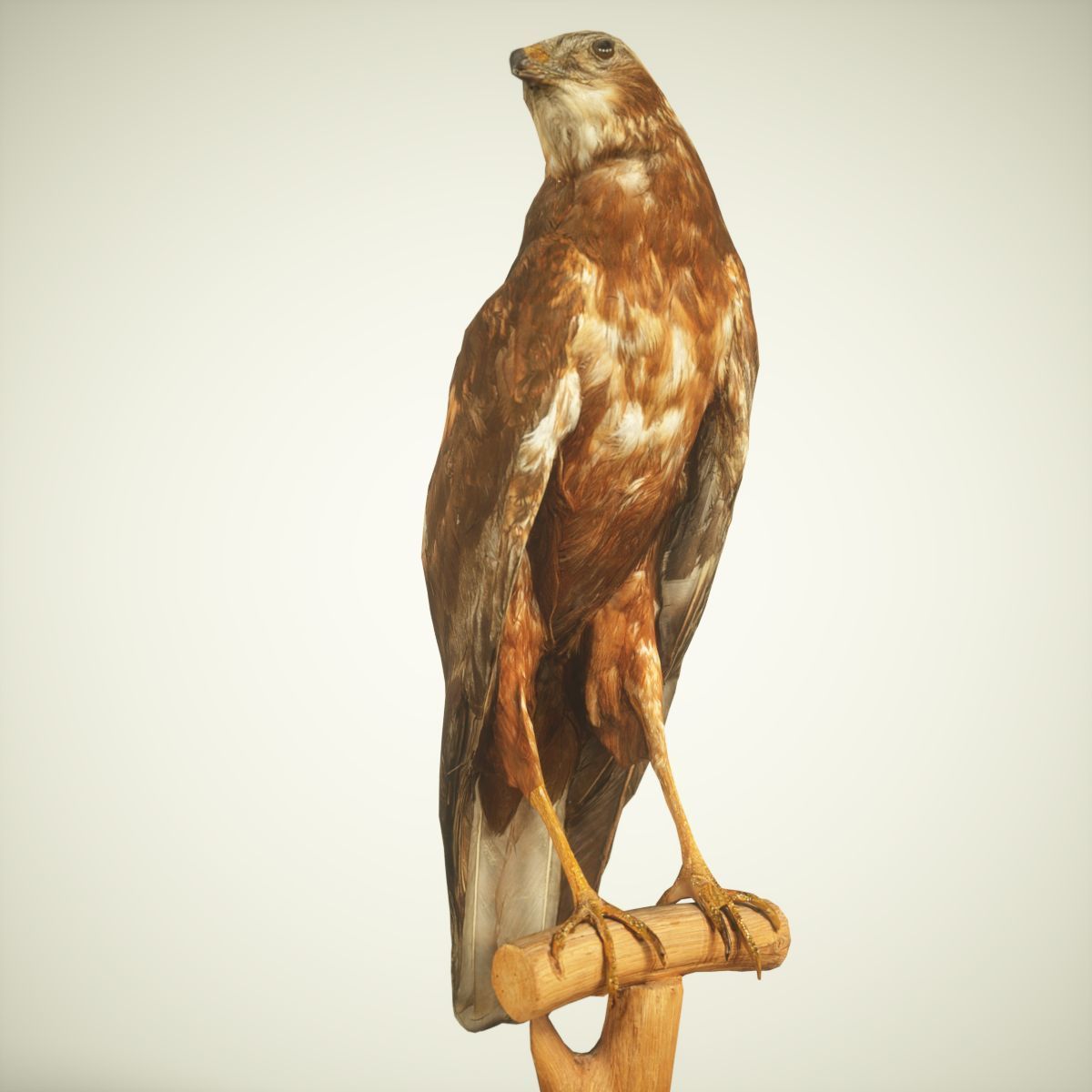 Bird Photorealistic Posed Low-poly 3D model_3