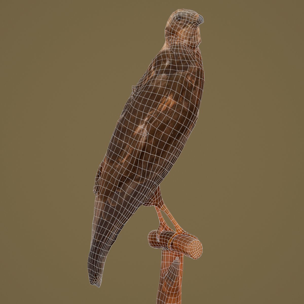 Bird Photorealistic Posed Low-poly 3D model_6