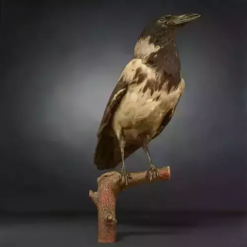 Crow Photorealistic Posed