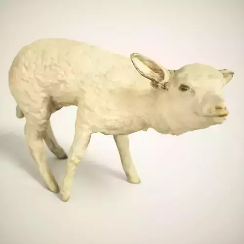 Lamb Photorealistic Posed