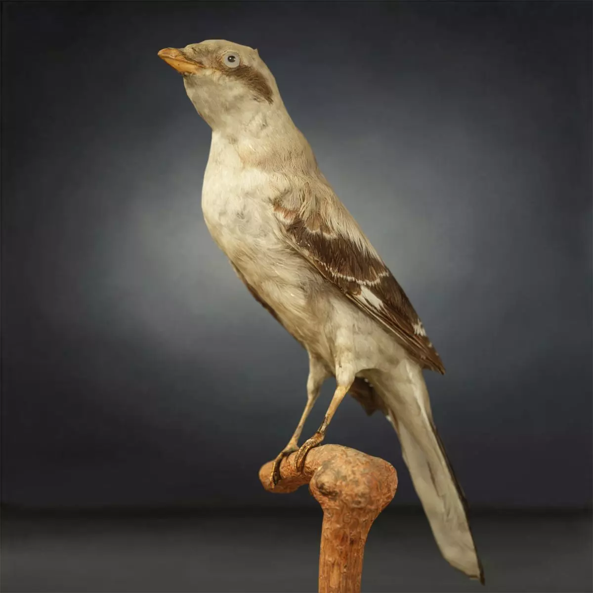Bird Photorealistic Posed Low-poly 3D model_0