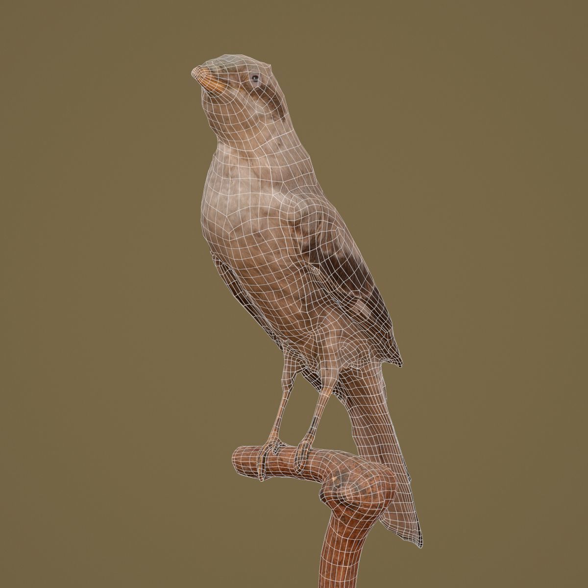 Bird Photorealistic Posed Low-poly 3D model_6